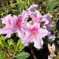 Violet Azalea Flower Seeds – Heirloom Non-GMO High Germination Organic Garden Seeds