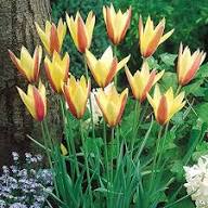 Yellow Red Tulipa Clusiana Flower Seeds Heirloom Non-GMO High Germination Organic Garden Seeds