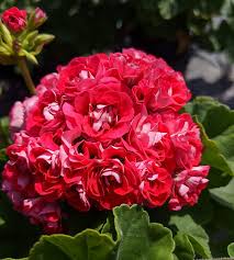 Red Geranium Appleblossom Flower Seeds – Heirloom Non-GMO High Germination Organic Garden Seeds for Planting