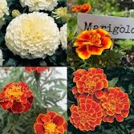 Mixed Marigold Flower Seeds – Heirloom Non-GMO High Germination