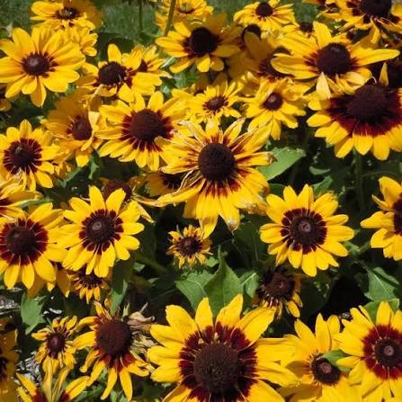 Hirta Pawnee Spirit Rudbeckia Seeds for Planting | Heirloom Non-GMO Seeds