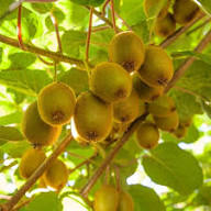 Green Kiwi Berry Seeds for Planting – Heirloom Non-GMO High Germination Organic Garden Seeds