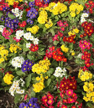 Zebra Primrose Flower Seeds – Heirloom Non-GMO High Germination Organic Garden Seeds