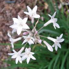 Tulbaghia Flower Seeds Heirloom Non-GMO High Germination Organic Garden Seeds for Planting