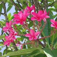 Pink Plumeria Alba Flower Seeds Heirloom Non-GMO High Germination Organic Garden Seeds for Planting