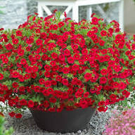Red Calibrachoa Bells Flower Seeds – Heirloom, Non-GMO, High Germination Organic Garden Seeds for Planting