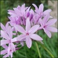 Pink Tulbaghia Violacea Flower Seeds – Heirloom Non-GMO High Germination Organic Garden Seeds