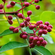 Semillas de Zanthoxylum Rojo Tradicionales No Modificadas Genéticamente de Alta Germinación Orgánicas para Jardín