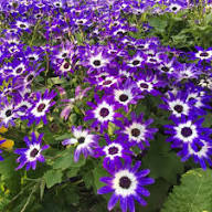Purple Cineraria Flower Seeds for Planting – Heirloom, Non-GMO, High Germination Organic Garden Seeds