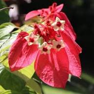 Red Philippica Flower Seeds – Heirloom, Non-GMO, High Germination Organic Garden Seeds for Planting