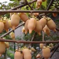 Actinidia Polygama Fruit Seeds for Cultivation Heirloom Non-GMO High Germination Organic Garden Seeds