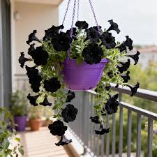 Black Hanging Petunia Flower Seeds for Planting – Heirloom Non-GMO Organic Seeds, High Germination Seeds