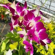 White Phalaenopsis Orchid Flower Seeds for Planting – Heirloom, Non-GMO, High Germination Organic Garden Seeds