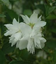 White Philadelphus Flower Seed Heirloom Non-GMO High Germination Organic Garden Seeds for Planting