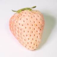 White Strawberry Seeds Heirloom Non-GMO High Germination Organic Garden Seeds for Planting