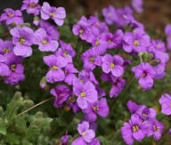 Purple Cress Flower Seeds for Planting Heirloom Non-GMO High Germination Organic Garden Seeds for Planting
