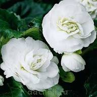 White Double Begonia Flower Seeds – Heirloom, Non-GMO, High Germination Organic Garden Seeds for Planting