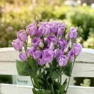 Violet Lisianthus Flower Seeds – Heirloom Non-GMO High Germination Organic Garden Seeds