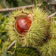 Castanea Seeds Yellow Heirloom Non-GMO High Germination Organic Garden Seeds for Planting