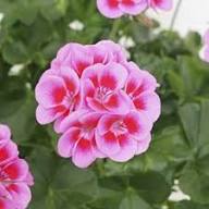 Violet Double Geranium Flower Seeds – Heirloom, Non-GMO, High Germination Organic Garden Seeds for Planting