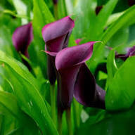 Purple Callalily Flower Seeds for Planting – Heirloom Non-GMO High Germination Organic Garden Seeds Seeds for Planting