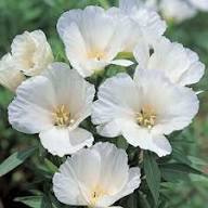 Godetia Flower Seeds White – Heirloom, Non-GMO, High Germination Organic Garden Seeds
