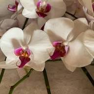 White Orchid Phalaenopsis Flower Seeds for Planting – Heirloom, Non-GMO, High Germination Organic Garden Seeds