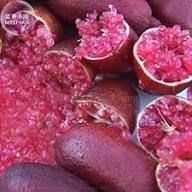 Pink Ice Finger Lime Fruit Seeds for Planting – Heirloom, Non-GMO, High Germination Organic Garden Seeds, Unique Citrus Seeds