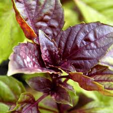 Red Basil Plant Seeds – Heirloom, Non-GMO, High Germination Organic Garden Seeds for Planting