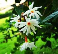 Semillas de flores de Nyctanthes blancas – de herencia, no transgénicas, semillas de jardín orgánicas de alta germinación para sembrar