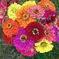 Pink Yellow Zinnia Flower Seeds – Heirloom, Non-GMO, High Germination Organic Garden Seeds for Planting Seeds for Planting