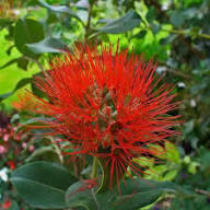 Red Pohutukawa Flowers Seeds – Heirloom, Non-GMO, High Germination Organic Garden Seeds for Planting
