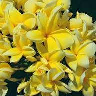 Yellow White Plumeria Flower Seeds for Planting | Heirloom Non-GMO Organic