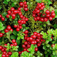 Lingonberry Fruit Seeds for Planting Heirloom Non-GMO High Germination Organic Garden Seeds