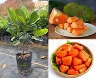 Orange Jackfruit Seeds for Planting – Heirloom, Non-GMO, High Germination Organic Garden Seeds for Large Sweet Jackfruits