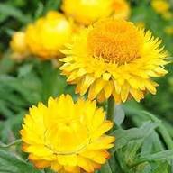 Yellow Helichrysum Flower Seeds – Heirloom Non-GMO High Germination Organic Garden Seeds