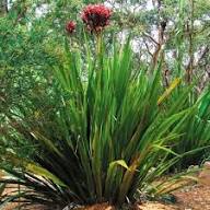 Rote Doryanthes-Blumensamen zum Pflanzen – Erbstück, gentechnikfrei, hohe Keimfähigkeit, Bio-Gartensamen
