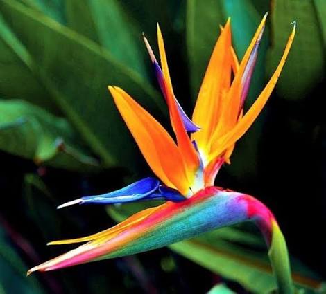 Orange Strelitzia Reginae Bird of Paradise flower seeds for planting, heirloom non-GMO garden seeds to grow at home naturally