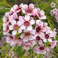 Pink Geraldton Wax Flower Seeds – Heirloom Non-GMO High Germination Organic Garden Seeds for Planting