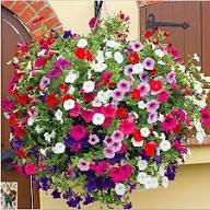 Petunia Flower Seeds Perennial Heirloom Non-GMO High Germination Organic Garden Seeds for Planting