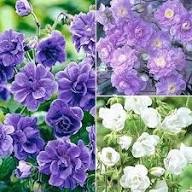 Purple Geranium Flower Seeds Heirloom Non-GMO High Germination Organic Garden Seeds for Planting