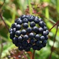 Black Sarsaparilla Seeds Heirloom Non-GMO High Germination Organic Garden Seeds for Planting