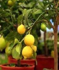 Yellow Citrus Lemon Tree Seeds Heirloom Non-GMO High Germination Organic Garden Seeds for Planting