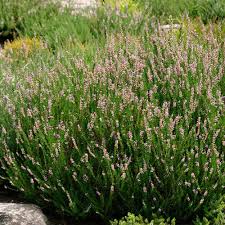 Rosa Calluna Vulgaris Blumensamen – Heirloom, gentechnikfrei, keimstark, Bio-Gartensamen zum Pflanzen