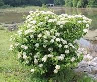 Weiße Dentatum Blumensamen – Alte Sorte, gentechnikfrei, hohe Keimrate
