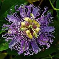 Perennial Passion Flower Seeds PS Purple Heirloom Non-GMO High Germination Organic Garden Seeds for Planting
