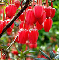 Red Crinodendron Flower Seeds for Planting – Heirloom, Non-GMO, High Germination Organic Garden Seeds