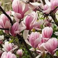 Semillas de Flores Soulangiana Blancas Rosadas para Plantar Semillas de Jardín Orgánicas de Alta Germinación No Transgénicas de Herencia