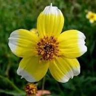 Yellow White Bidens Flower Seeds for Planting Heirloom Non-GMO High Germination Organic Garden Seeds