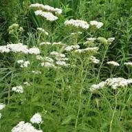 White Achillea Millefolium Flower Seeds Heirloom Non-GMO High Germination Organic Garden Seeds